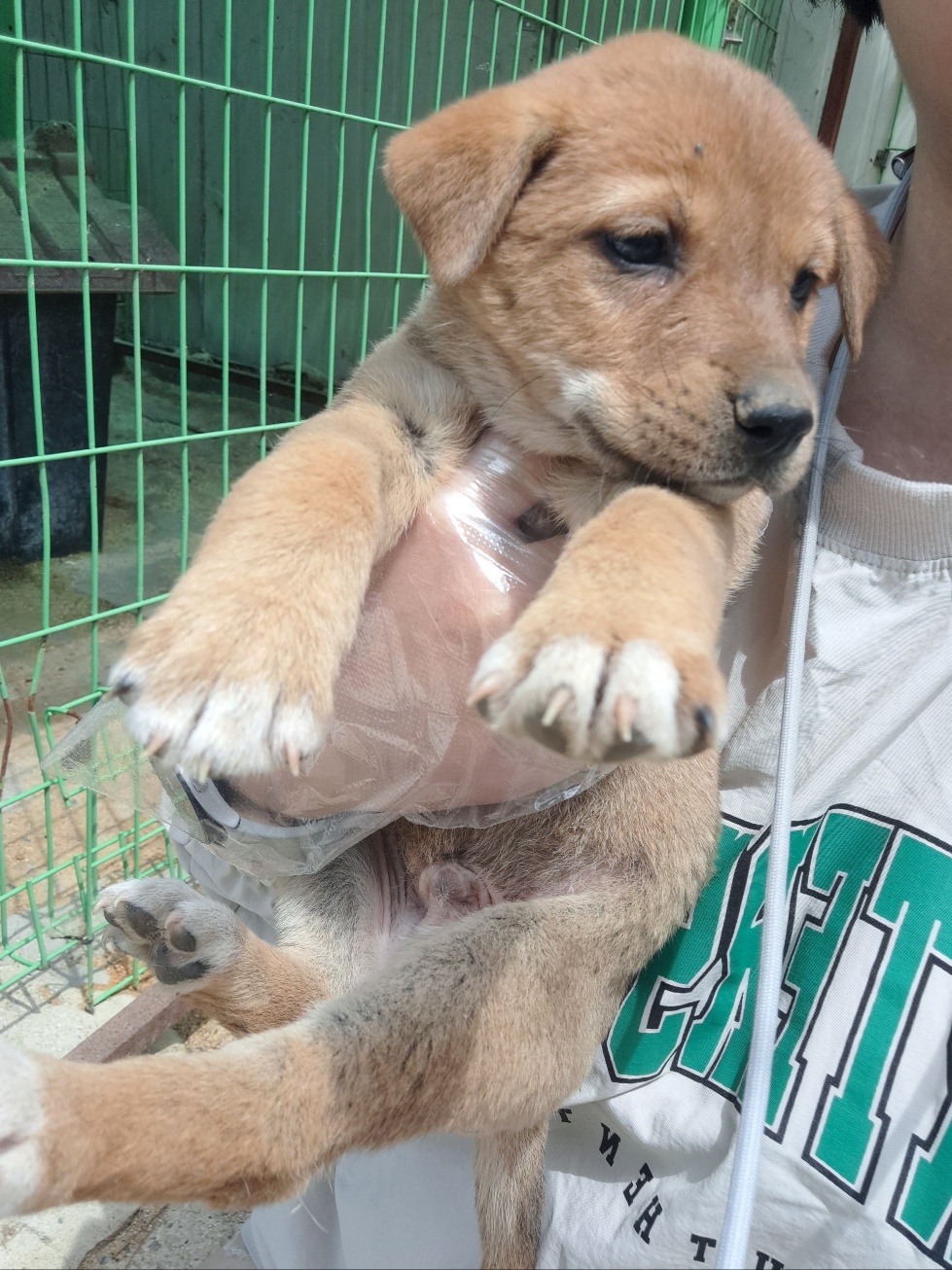 울산유기동물보호센터_431373202300390