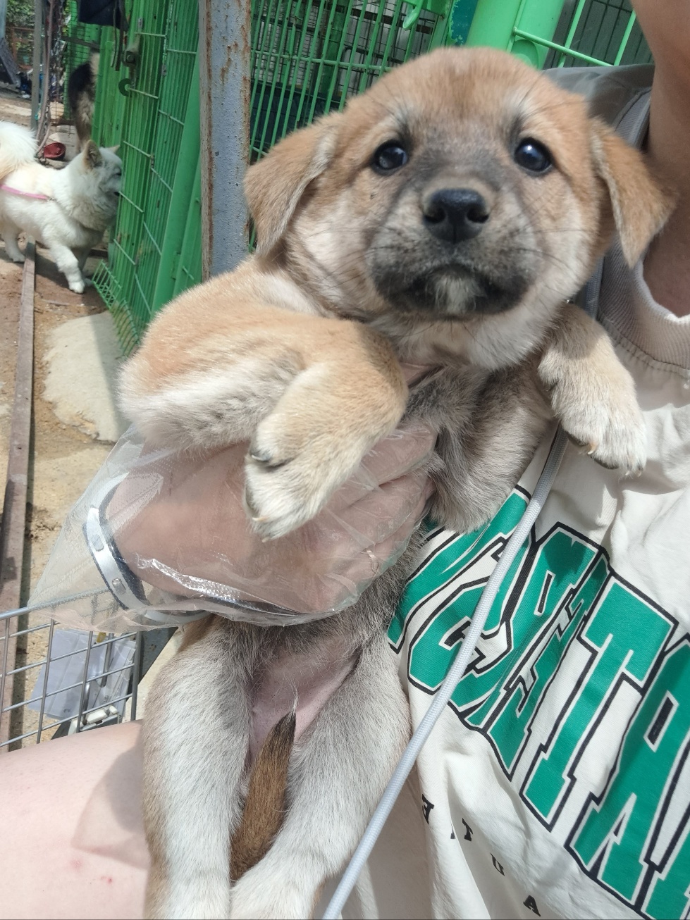 울산유기동물보호센터_431373202300392