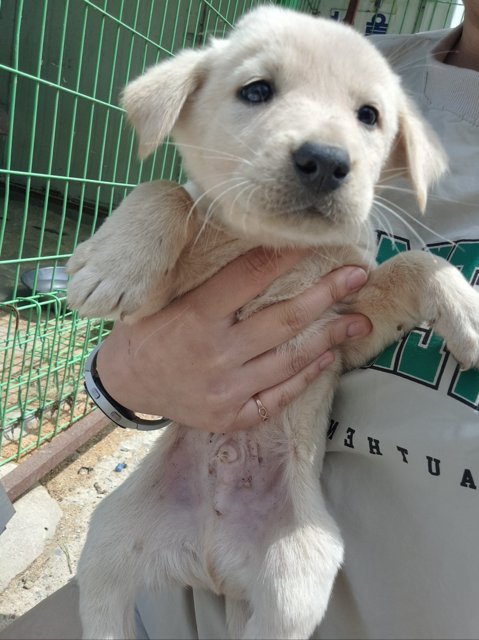 울산유기동물보호센터_431373202300395