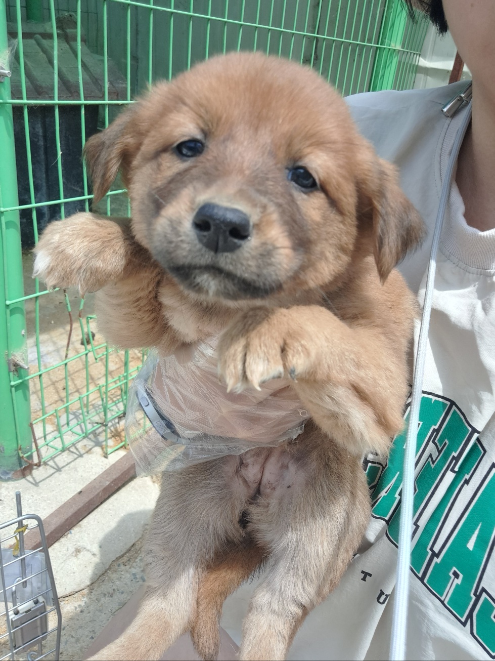 울산유기동물보호센터_431373202300391