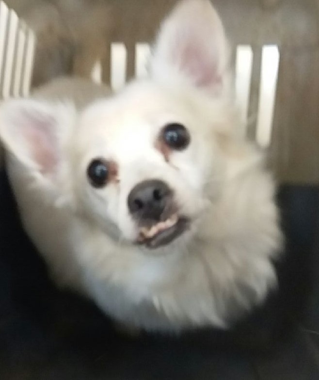 대구유기동물보호협회_427347202300275