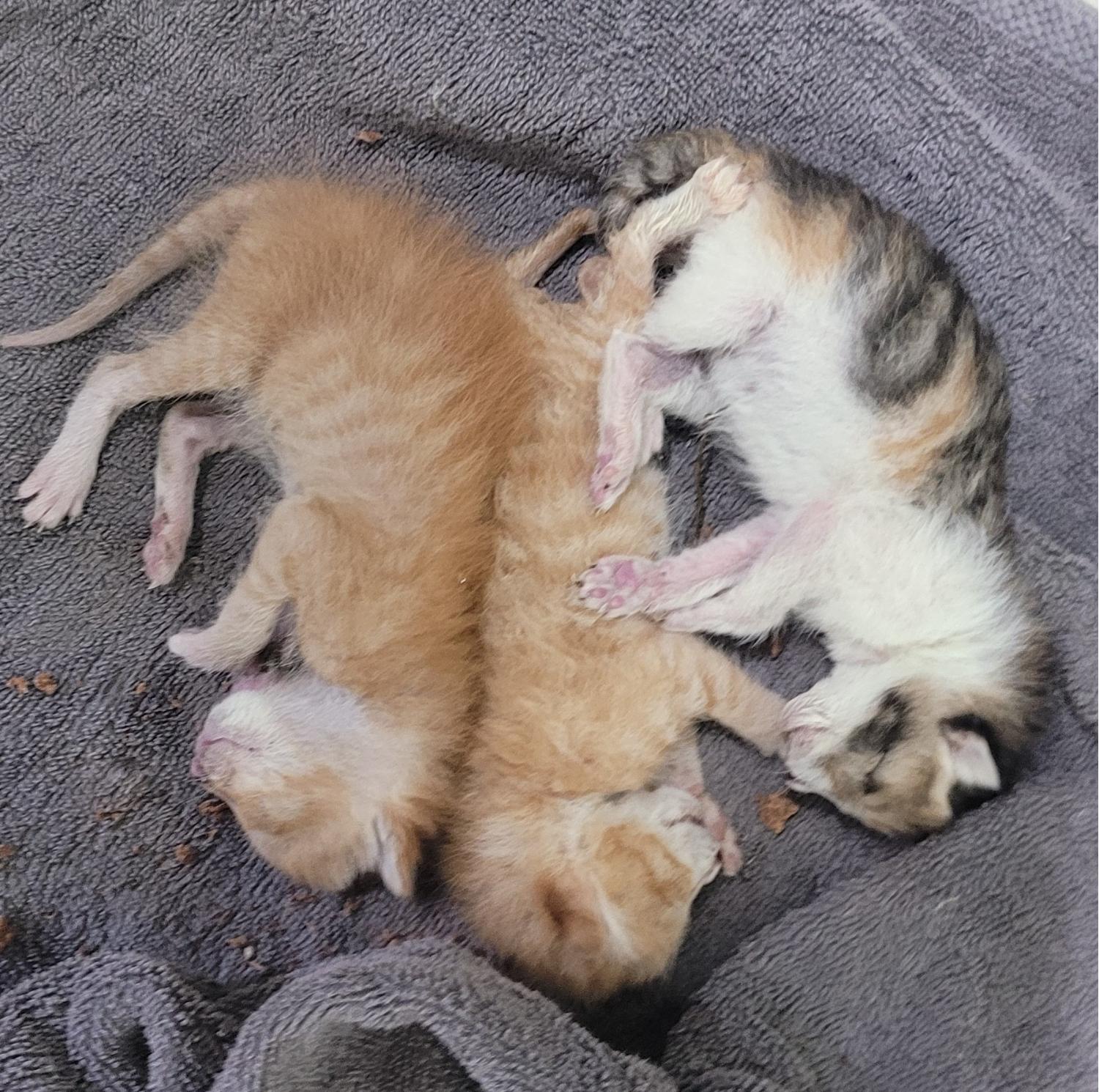 대구유기동물보호협회_427344202300116