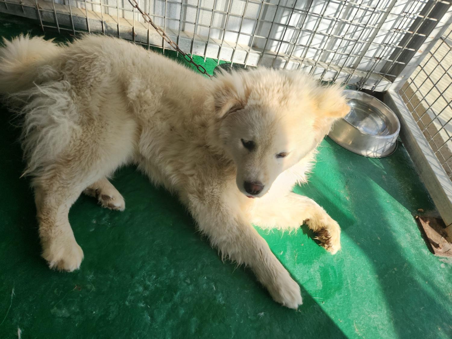 예천군유기동물보호소_447523202300333