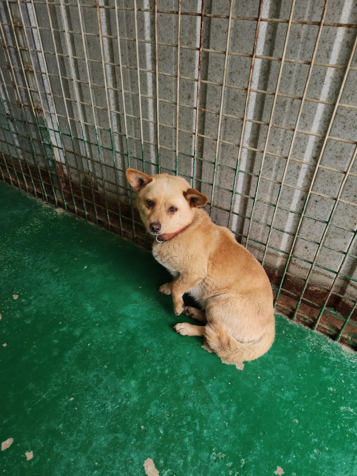 예천군유기동물보호소_447523202300335