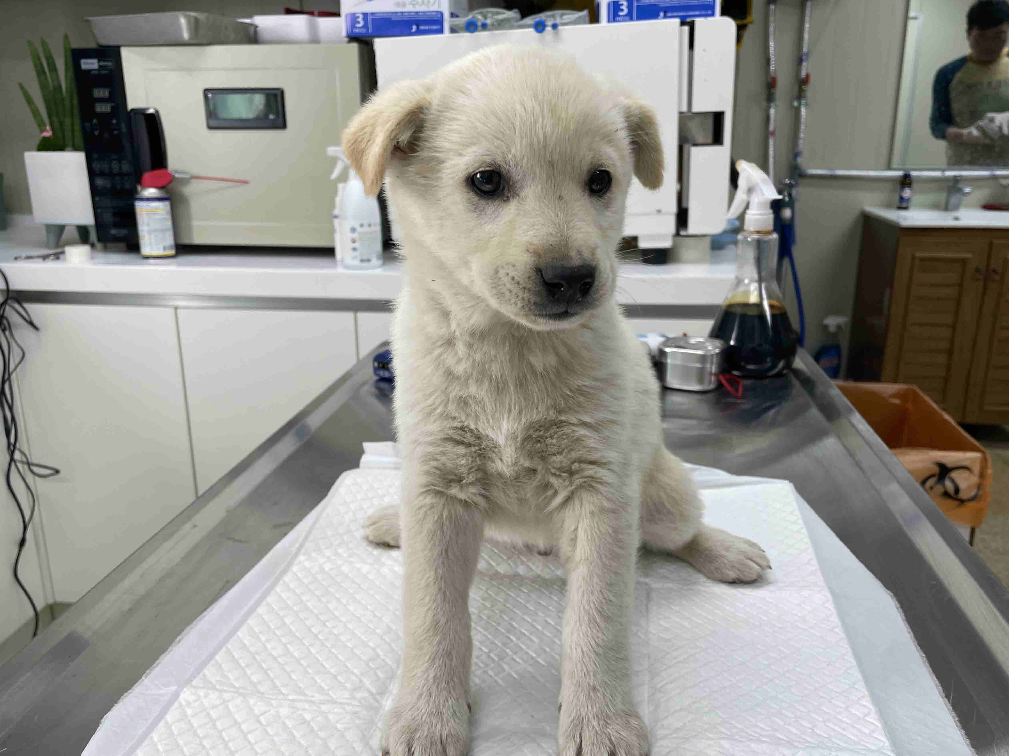 남양주시동물보호센터_441399202300869