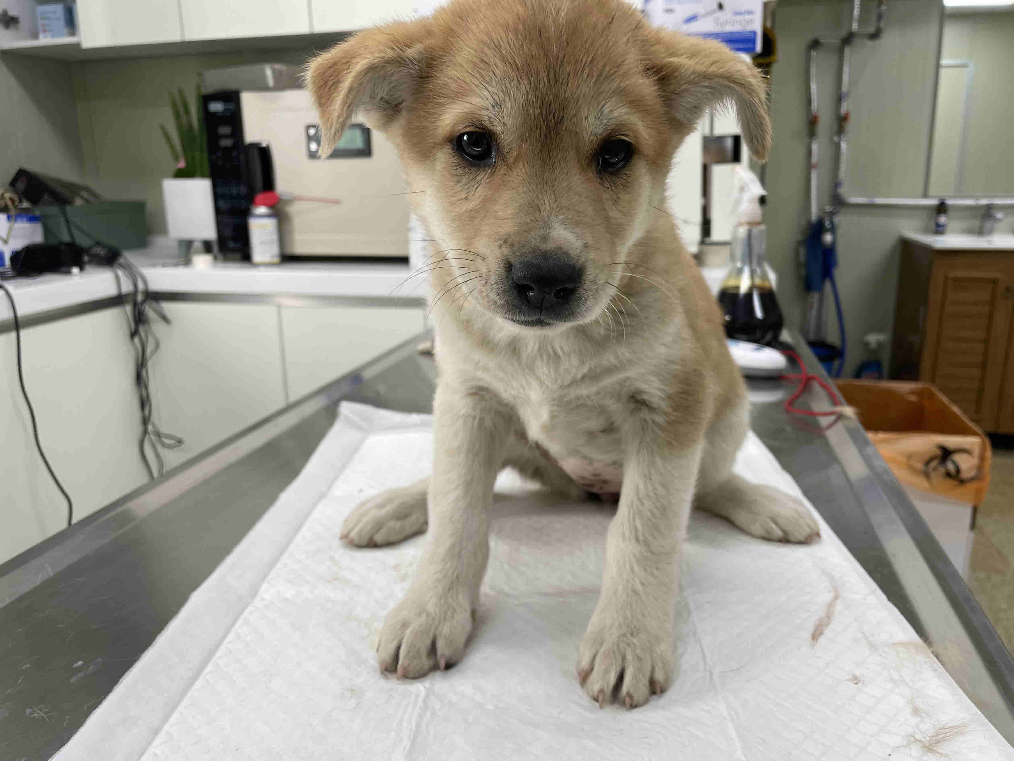 남양주시동물보호센터_441399202300874