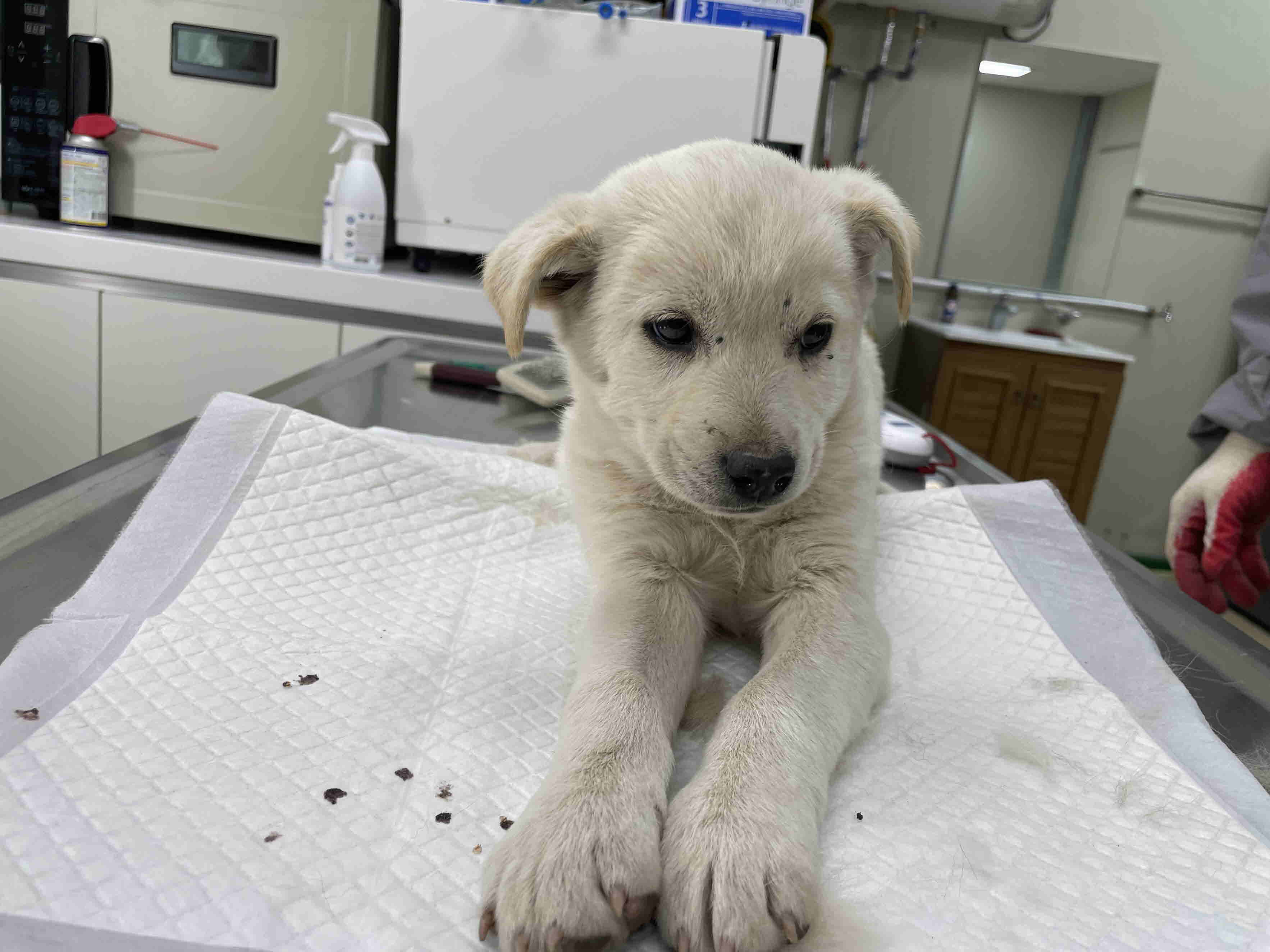 남양주시동물보호센터_441399202300868