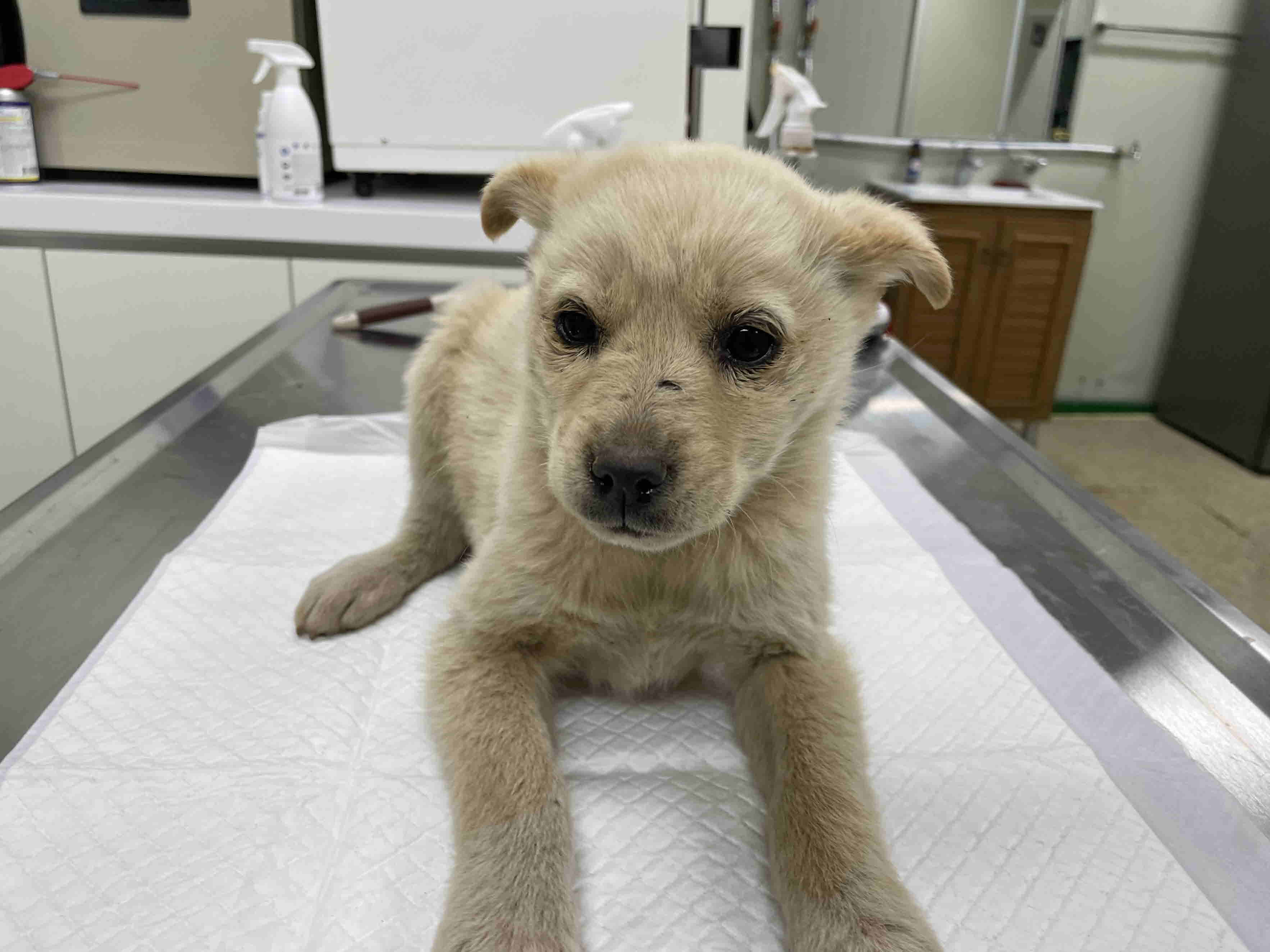 남양주시동물보호센터_441399202300880