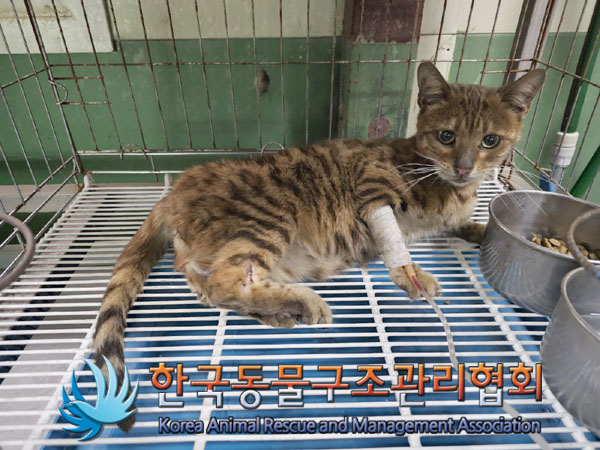 한국동물구조관리협회_411318202300190