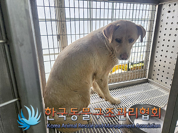 한국동물구조관리협회_441409202300571