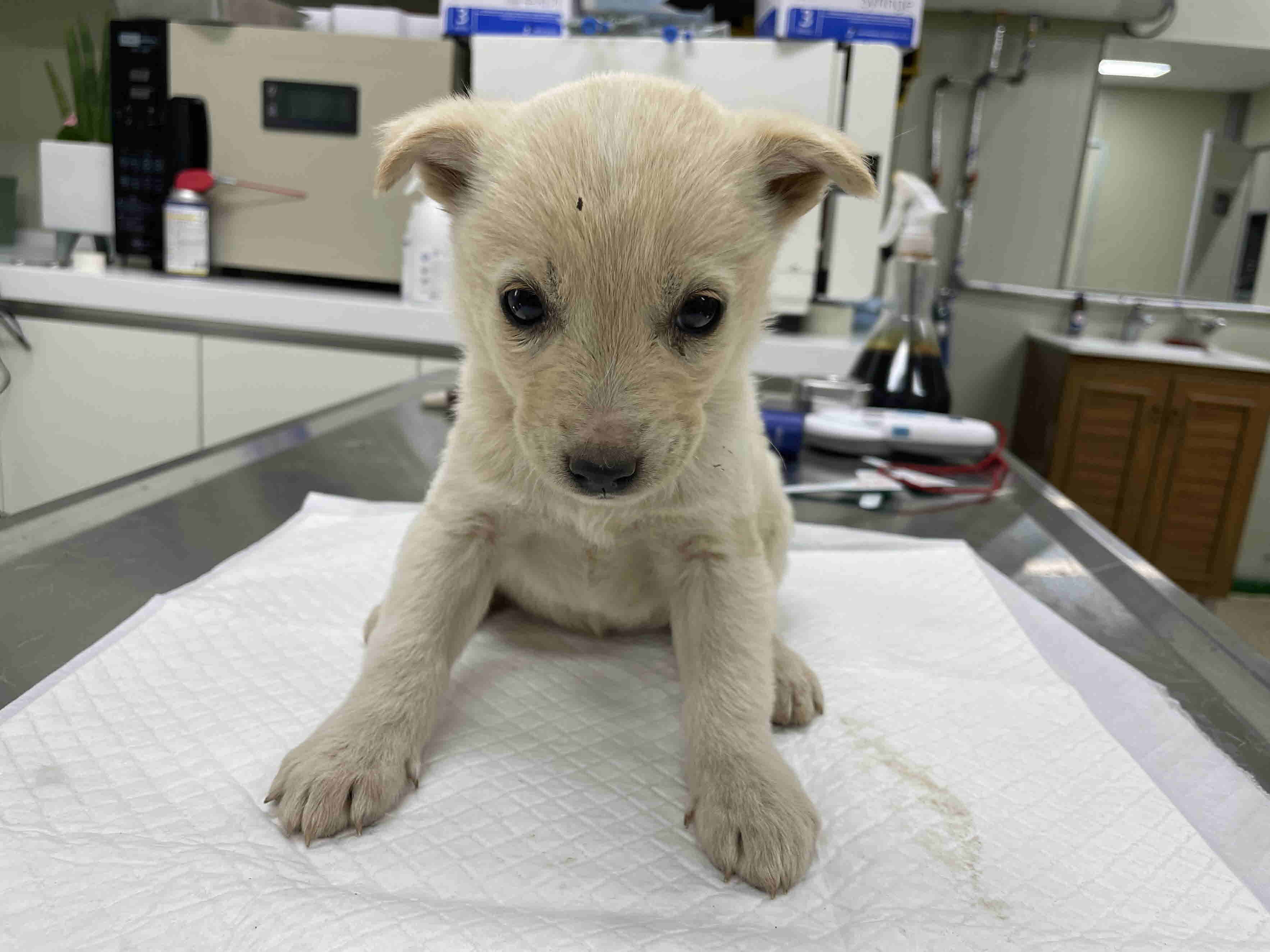 남양주시동물보호센터_441399202300877