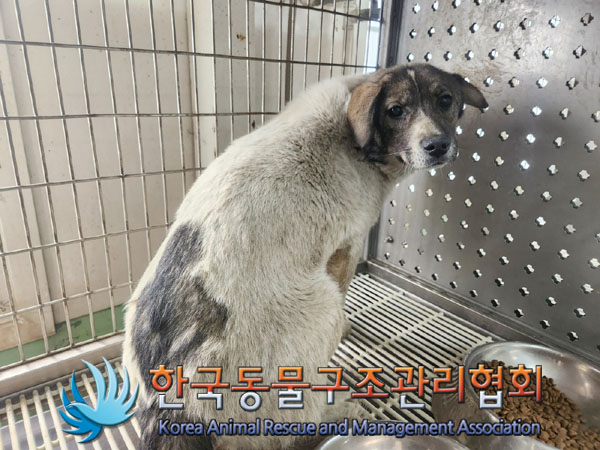 한국동물구조관리협회_441409202300572