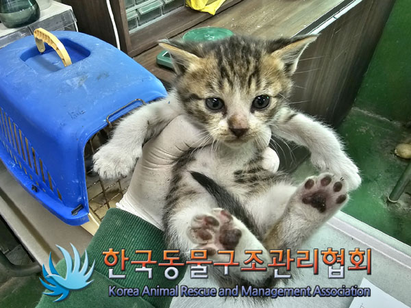 한국동물구조관리협회_411305202300165