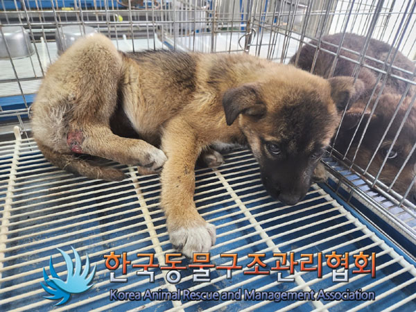 한국동물구조관리협회_441406202300512