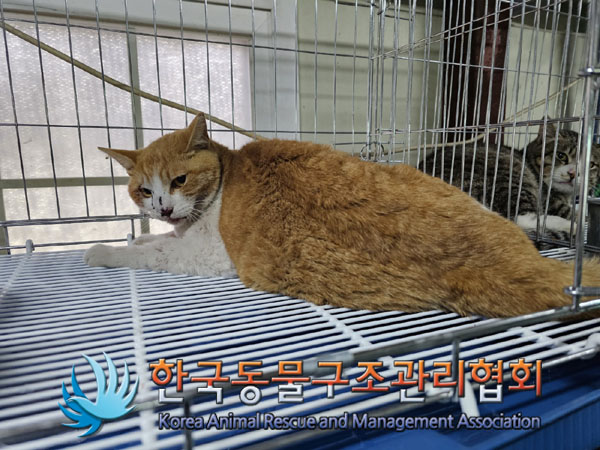 한국동물구조관리협회_411311202300273