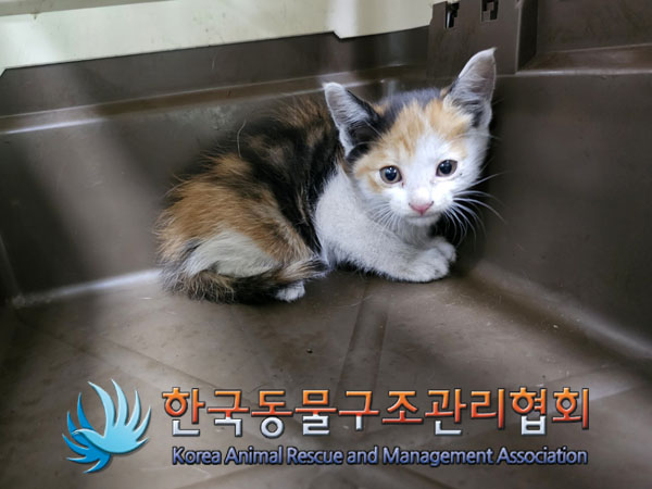한국동물구조관리협회_411317202300080
