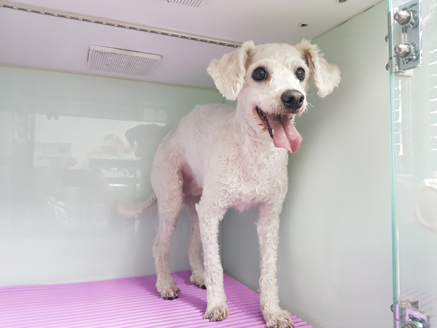 광주TNR동물병원송정_441554202300523