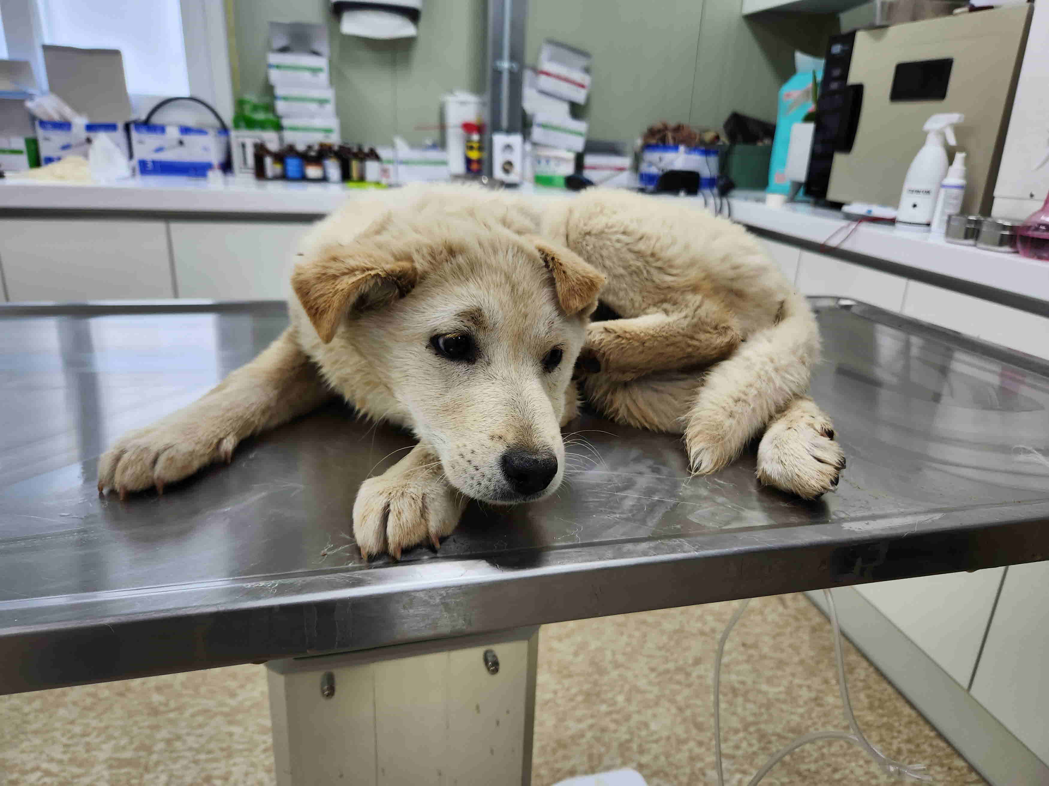 남양주시동물보호센터_441399202300886