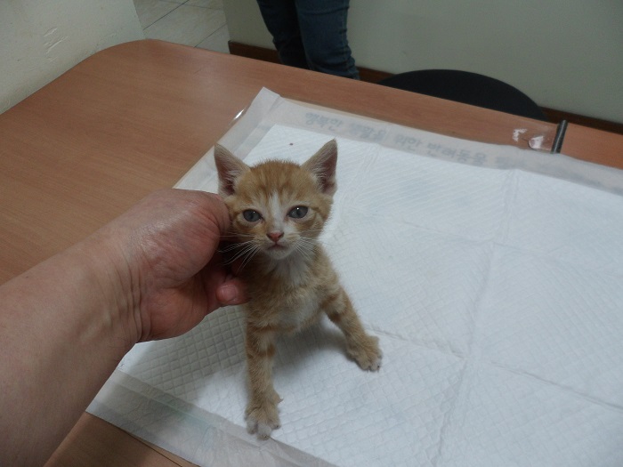 강현림동물병원_411314202300145