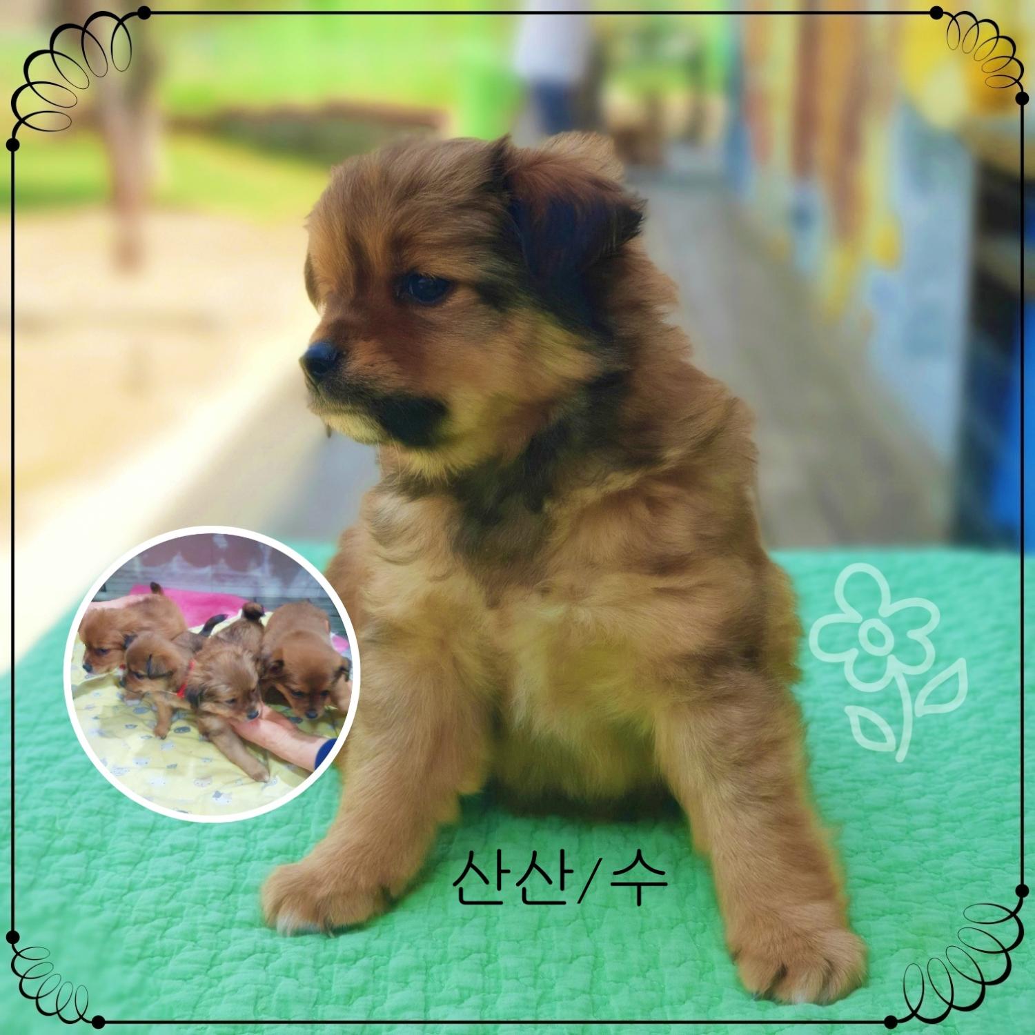 군산유기동물보호센터_445467202300597