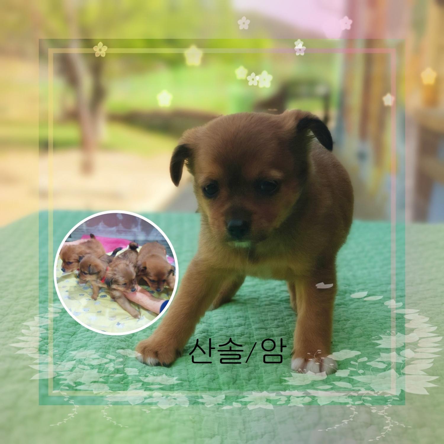 군산유기동물보호센터_445467202300595