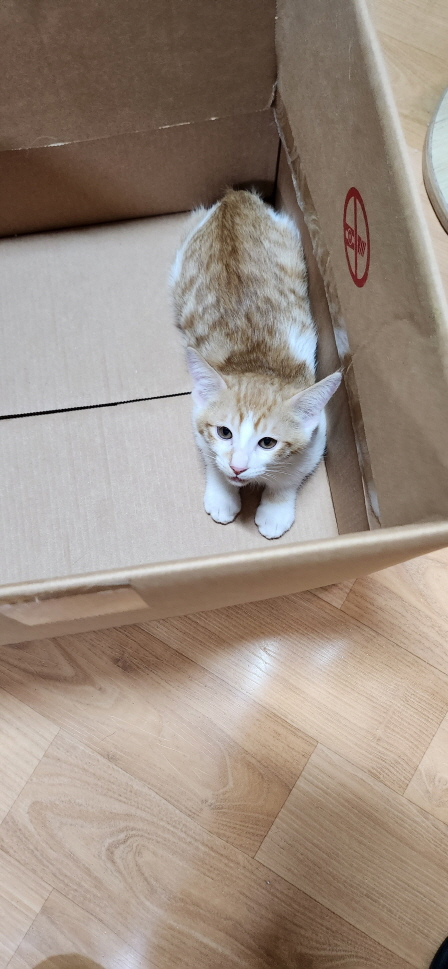 익산유기동물보호소_445468202300820