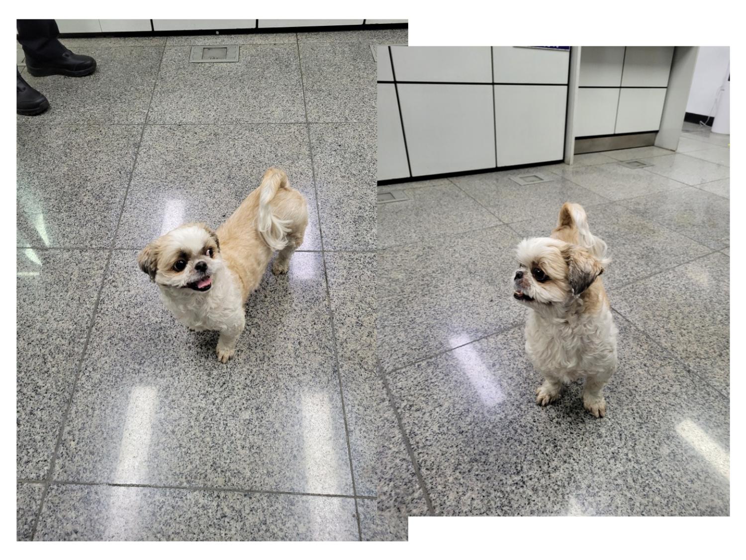(사)영일동물플러스_447502202300315
