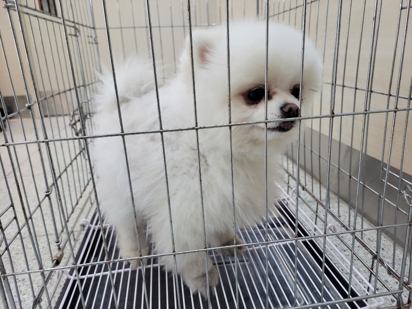 고양시동물보호센터_441394202300817