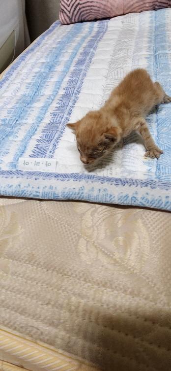 익산유기동물보호소_445468202300826