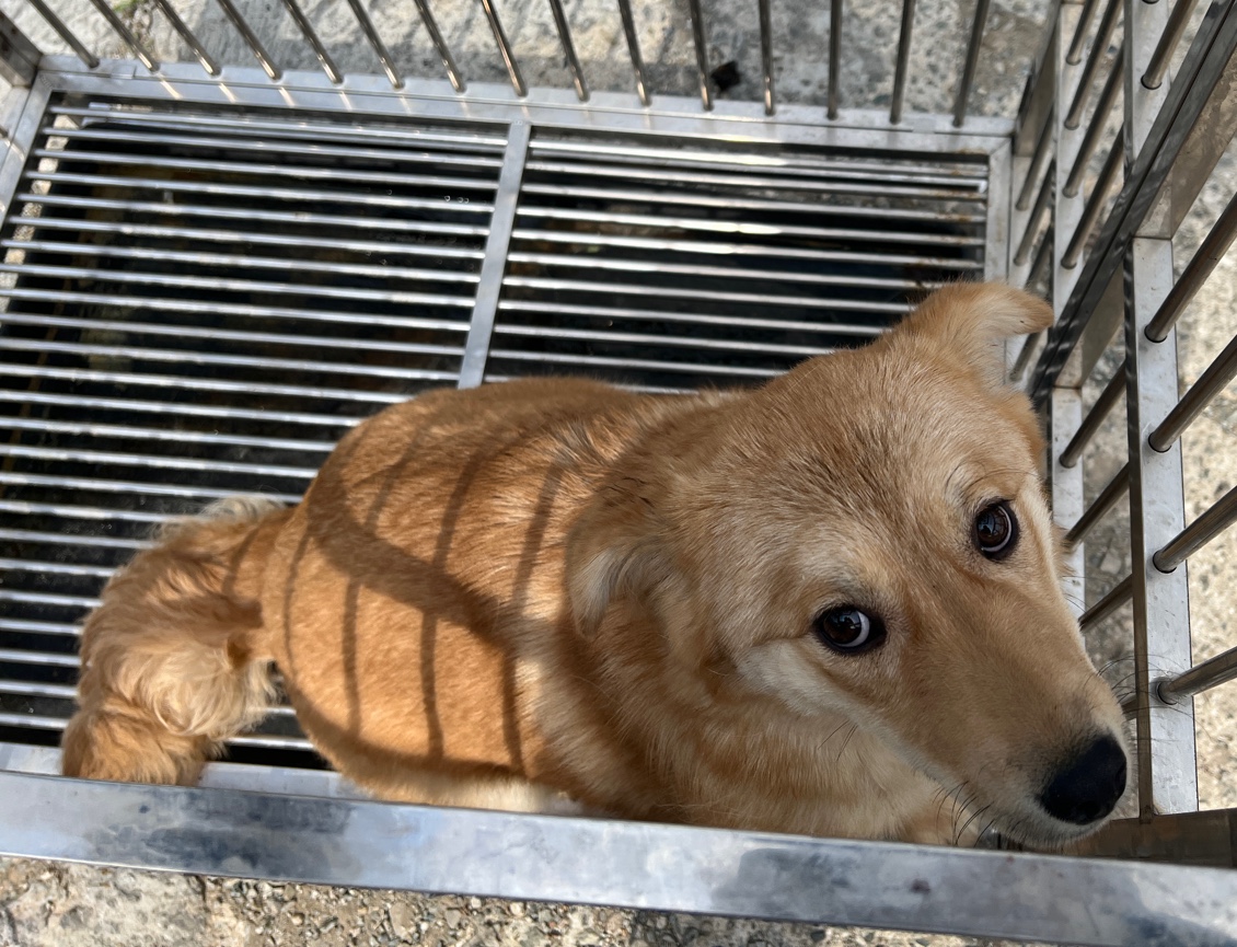부산동물보호센터_426326202300098