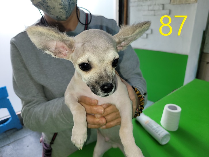 신영재동물병원_428355202300159