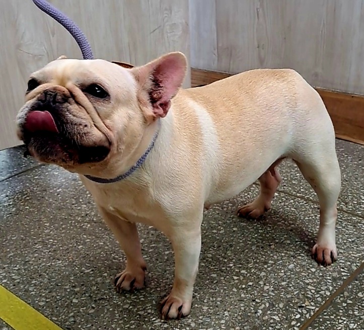 수원시 동물보호센터_441374202300333