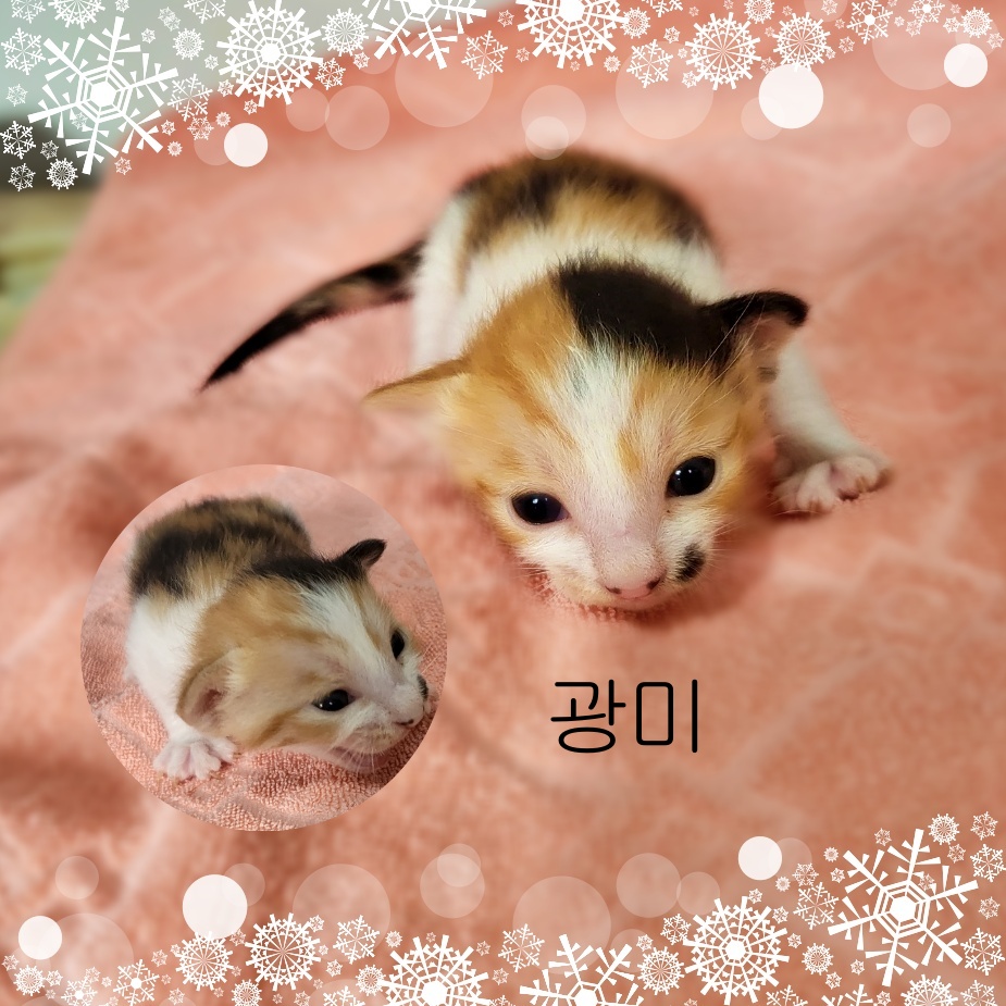 군산유기동물보호센터_445467202300602