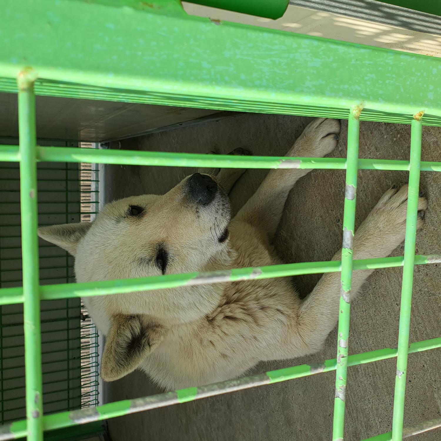 진도군임시보호소	_446500202300217