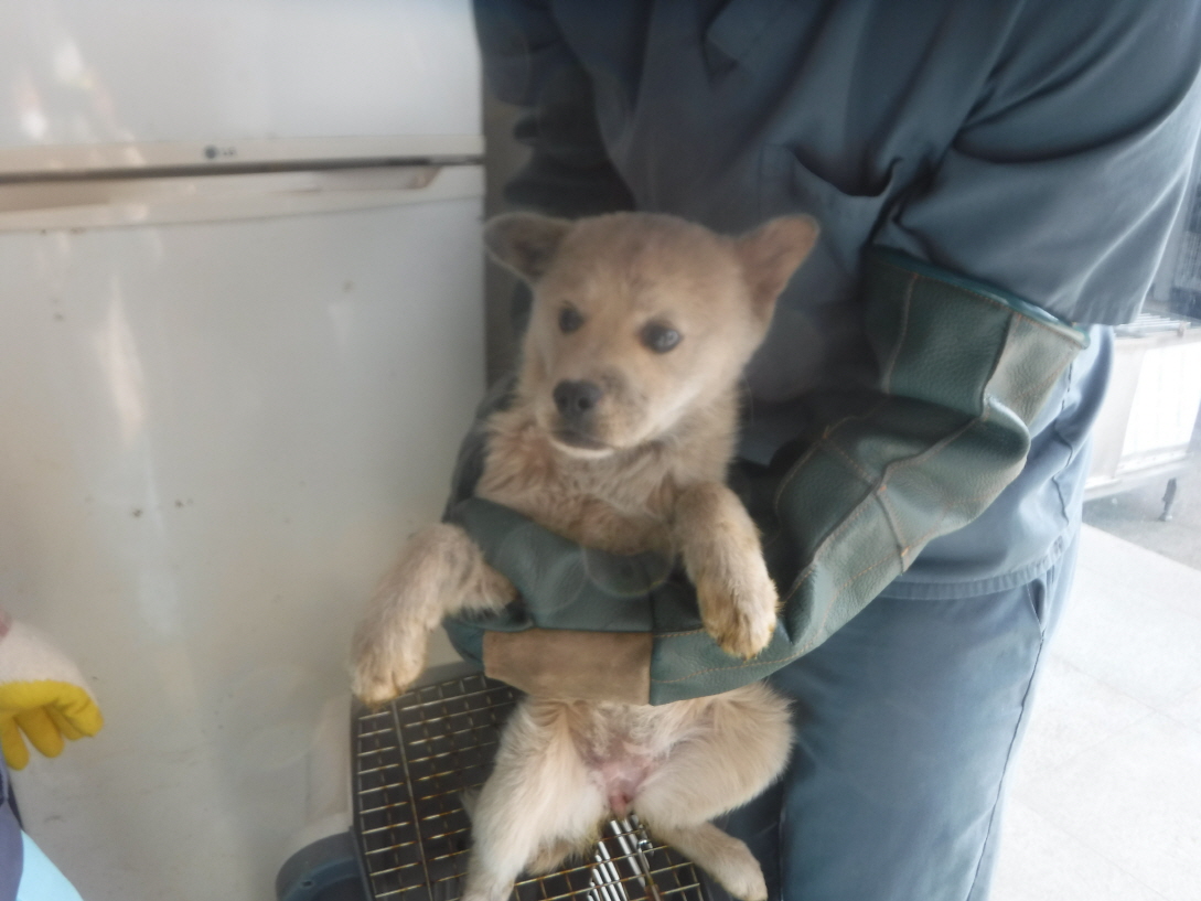 제주 동물보호센터_450650202301322