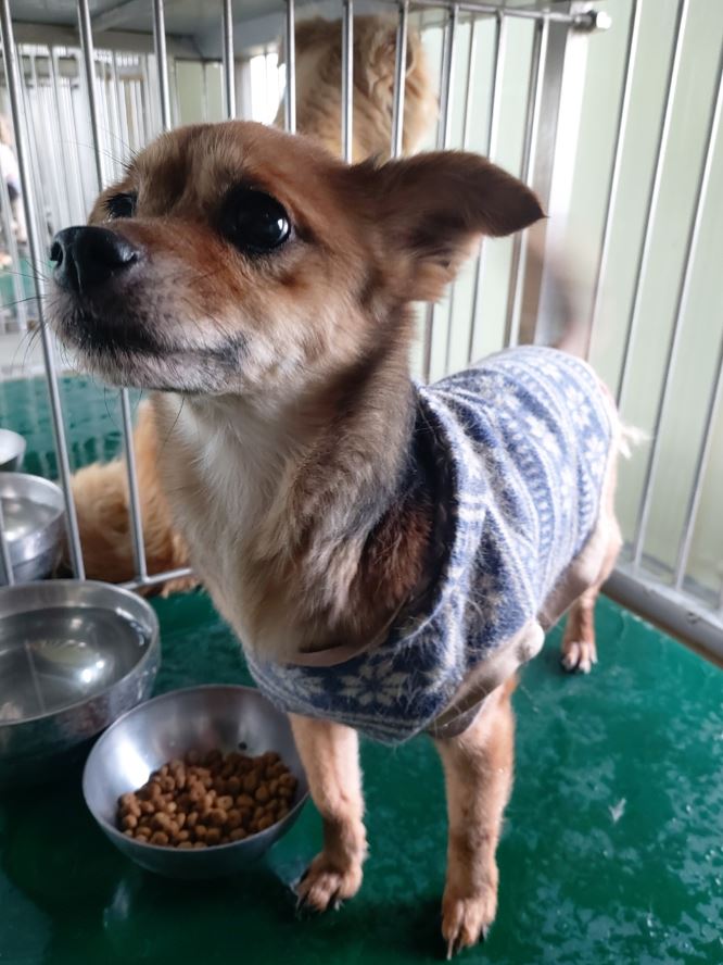 보령시유기동물보호소_444451202300387