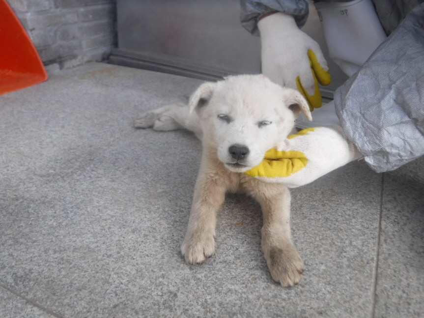 제주 동물보호센터_450650202301325