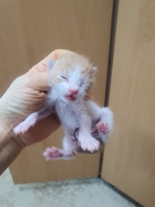 제주 동물보호센터_450650202301334