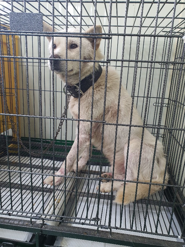 공주시 동물보호소_444450202300258