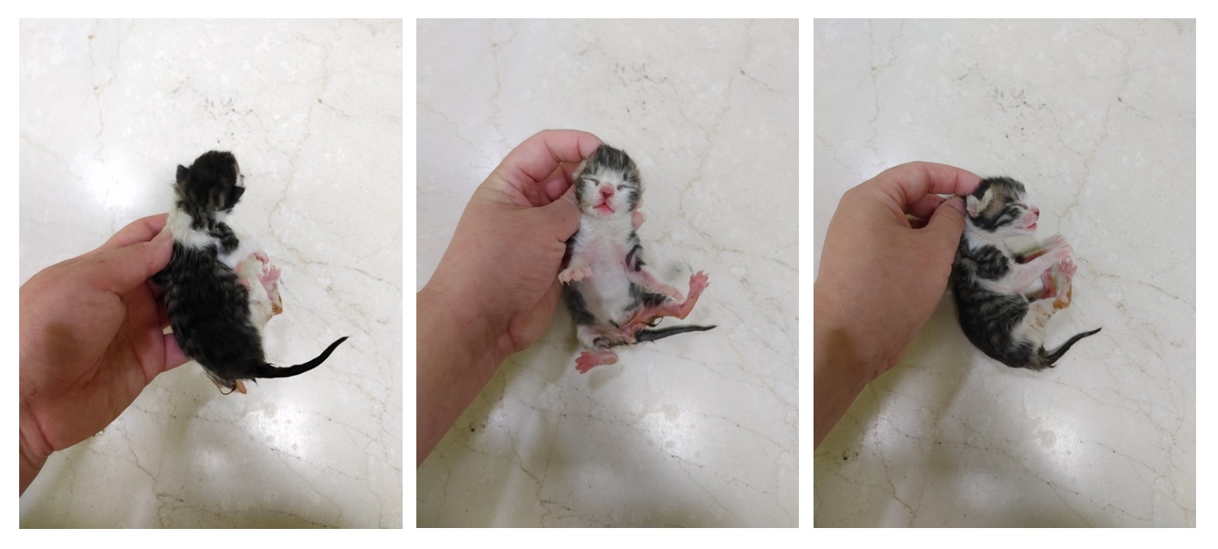 스타캣츠_441393202300630