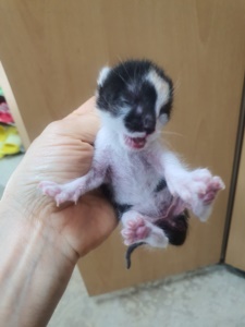 제주 동물보호센터_450650202301336