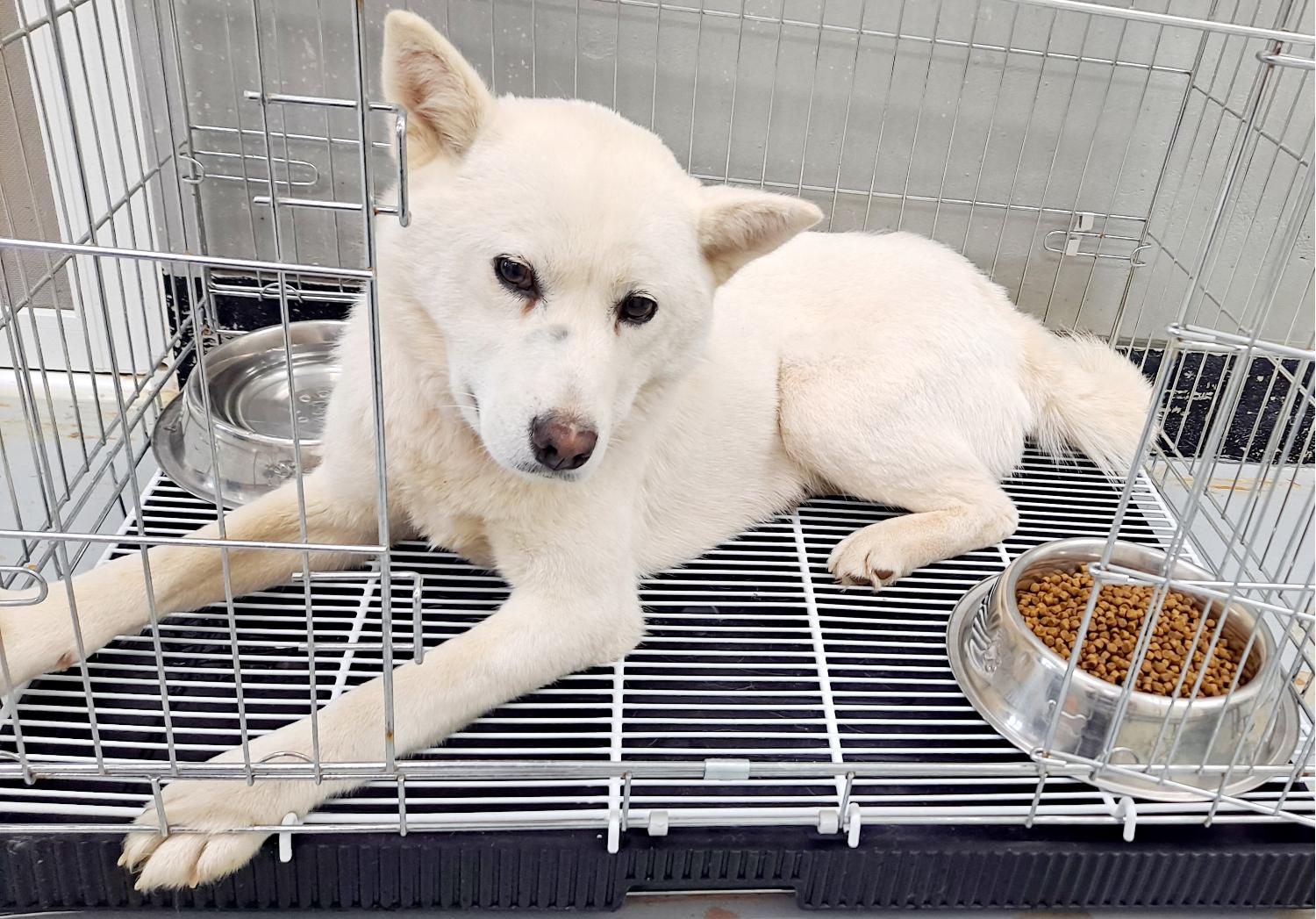 통영시동물보호센터_448533202300180