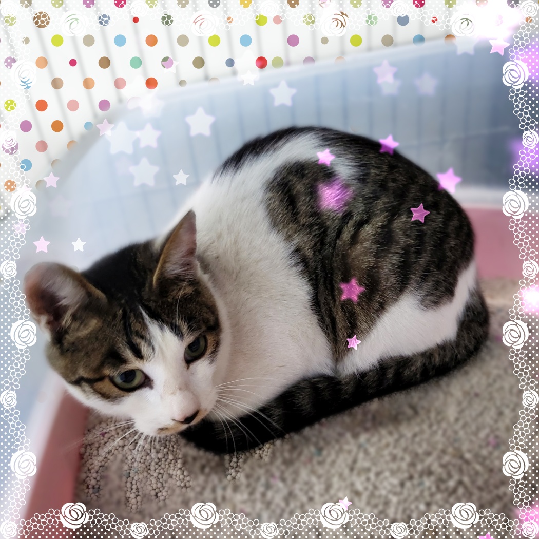 군산유기동물보호센터_445467202300605