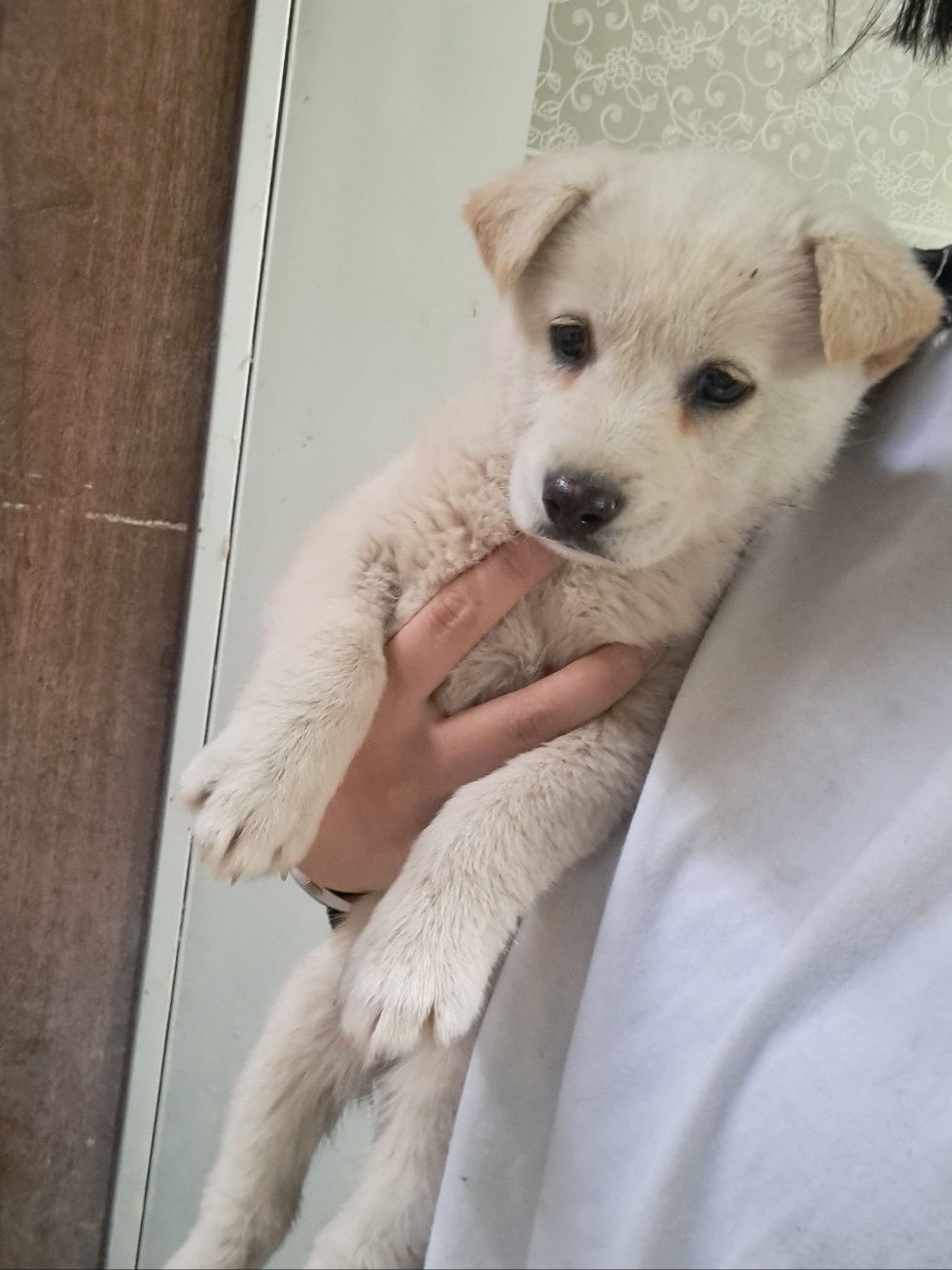 울산유기동물보호센터_431372202300170