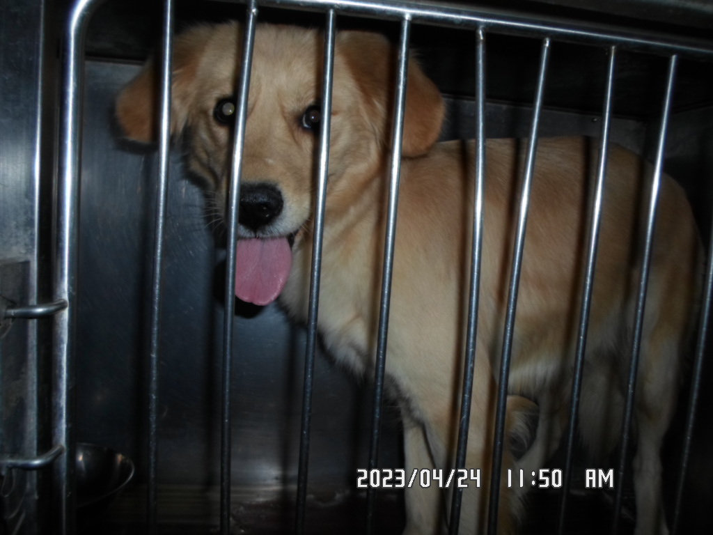 디아크동물종합병원_411319202300192