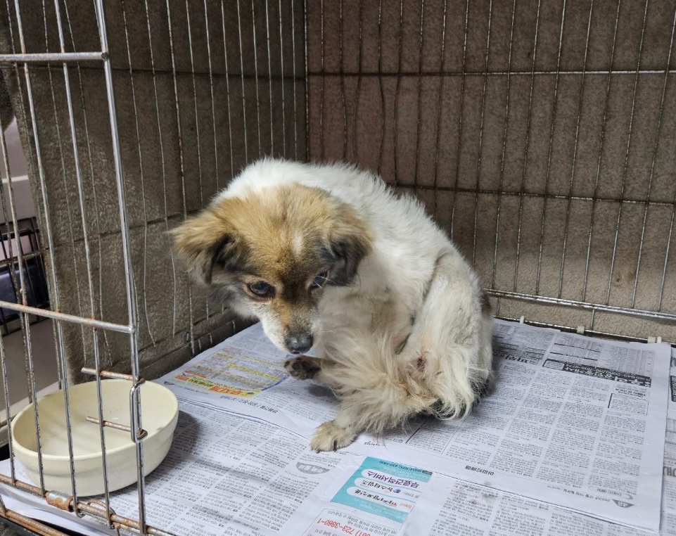 창원유기동물보호소_448567202300671