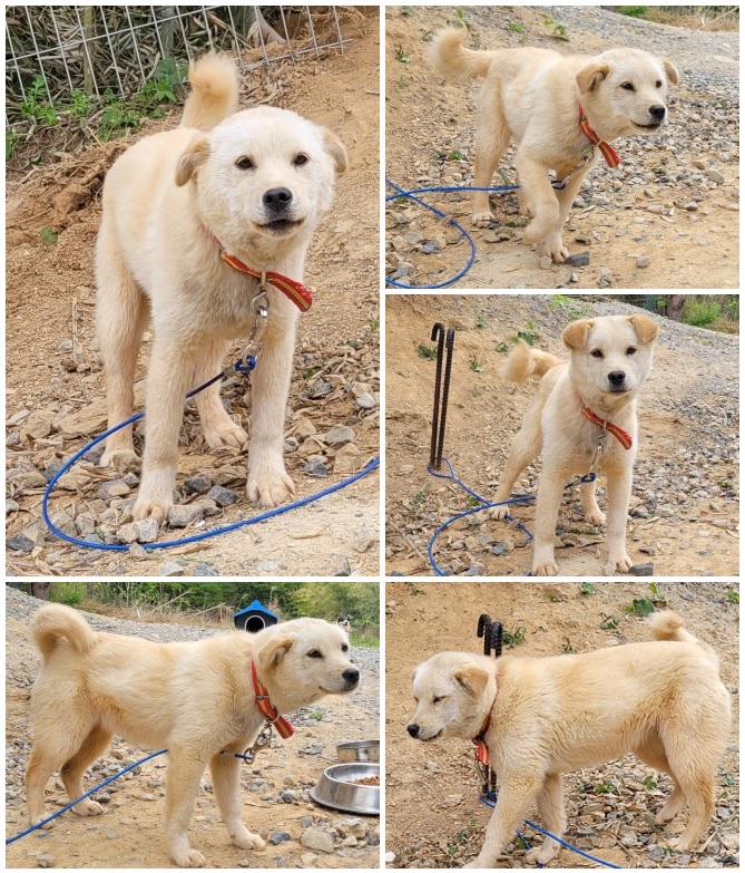 무안군유기동물보호소_446495202300091