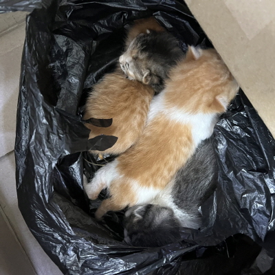 누리동물병원_426330202300065