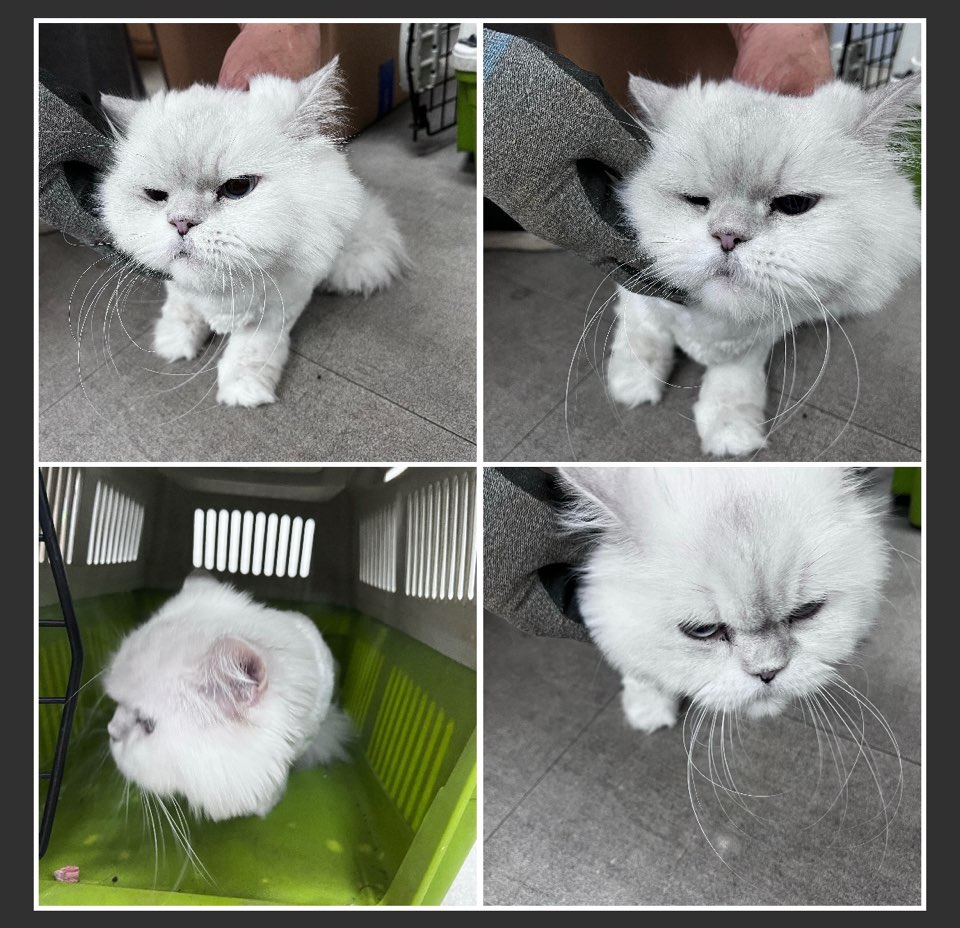 천안시유기동물보호소_444449202300876