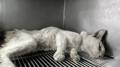 누리동물병원_426330202300066